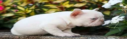 French Bulldog dogs for sale: Reba 💗 - Ad 18