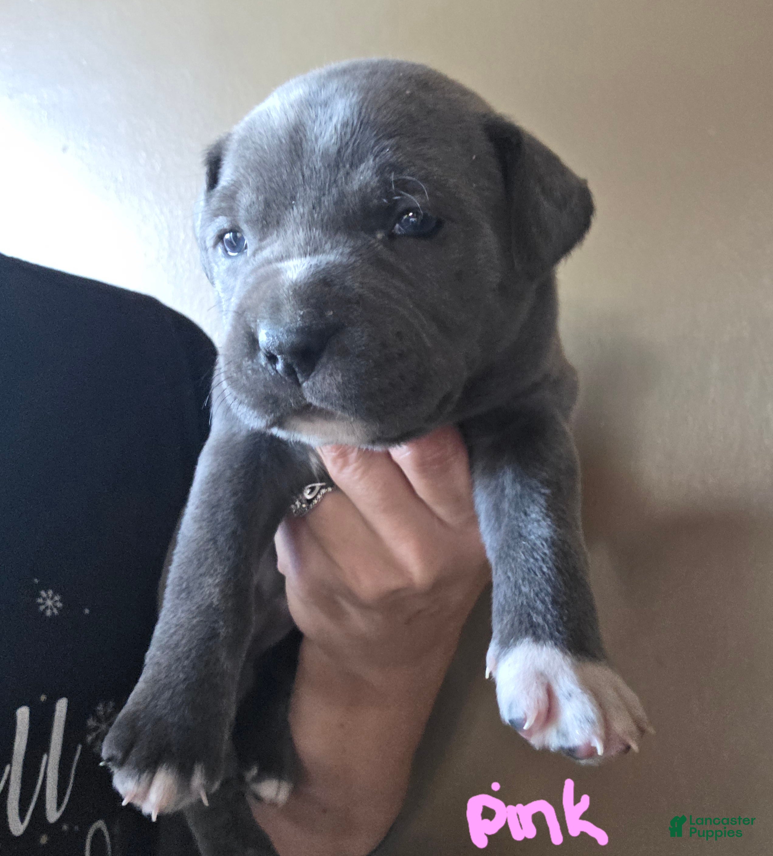 Mixed Breed dogs Artemis - Ad 39