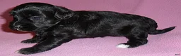Shihpoo dogs for sale: Cinders - Ad 5