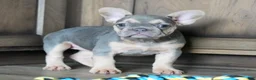 French Bulldog dogs for sale: Maples - Ad 7