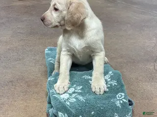 Labrador Retriever dogs Girl 2 - Ad 8