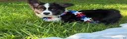 Welsh Corgi Cardigan dogs for sale: Ace FLUFFY - Ad 13
