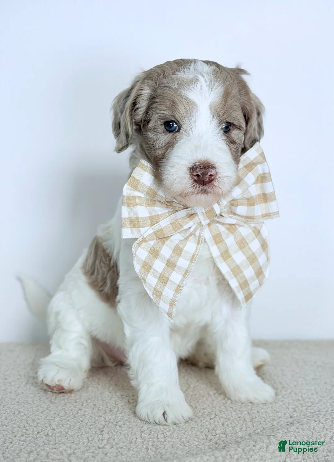 Bernedoodle dogs for sale: Praise  - Ad 3