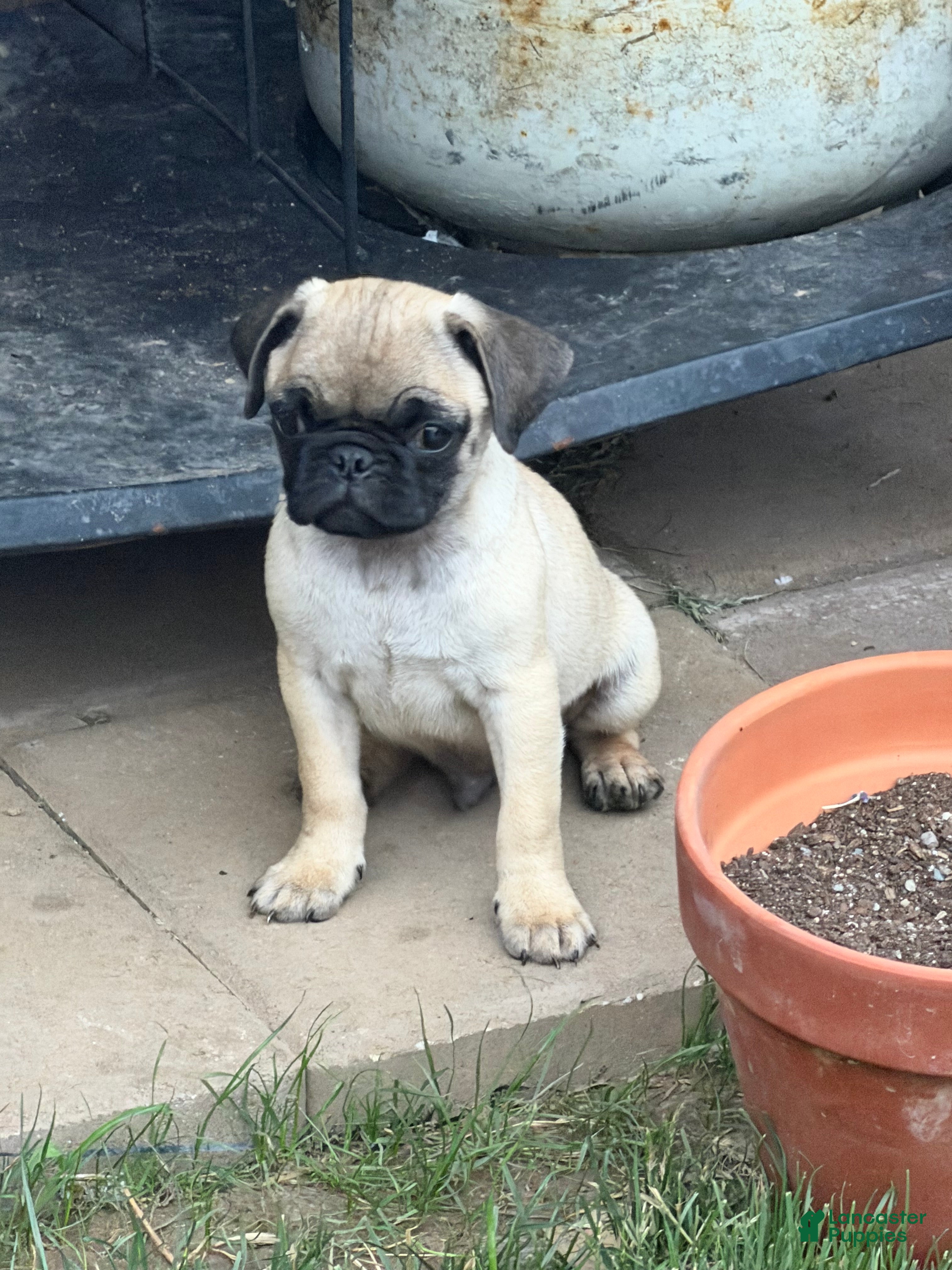 Pug dogs Sonic - Ad 2