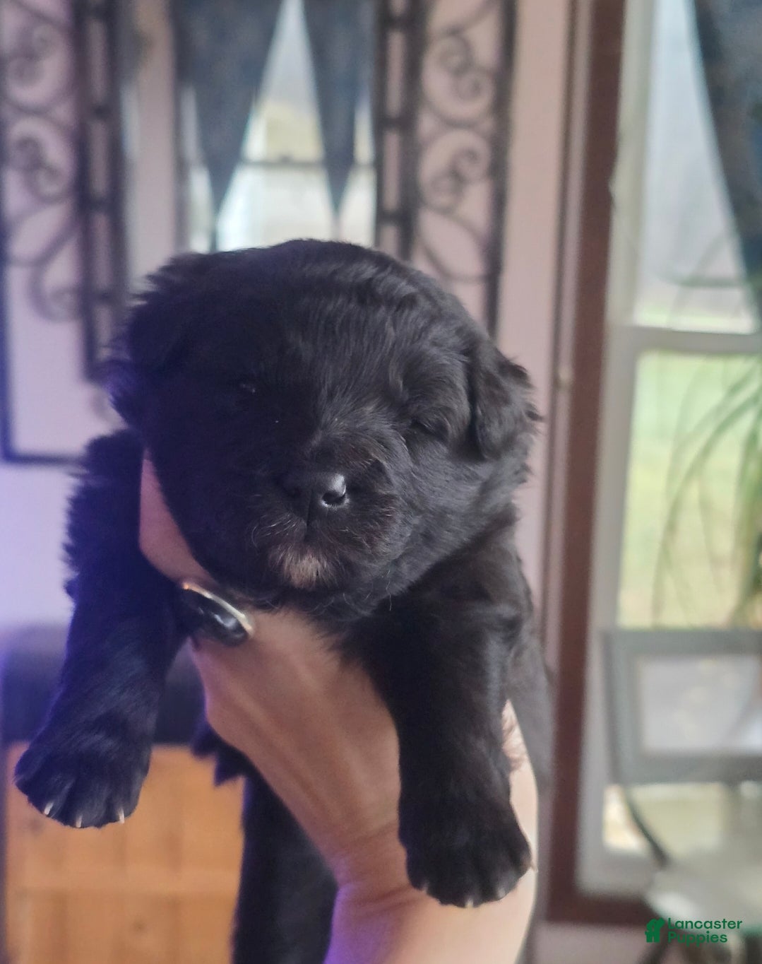 Mixed Breed dogs Stardust - Ad 7