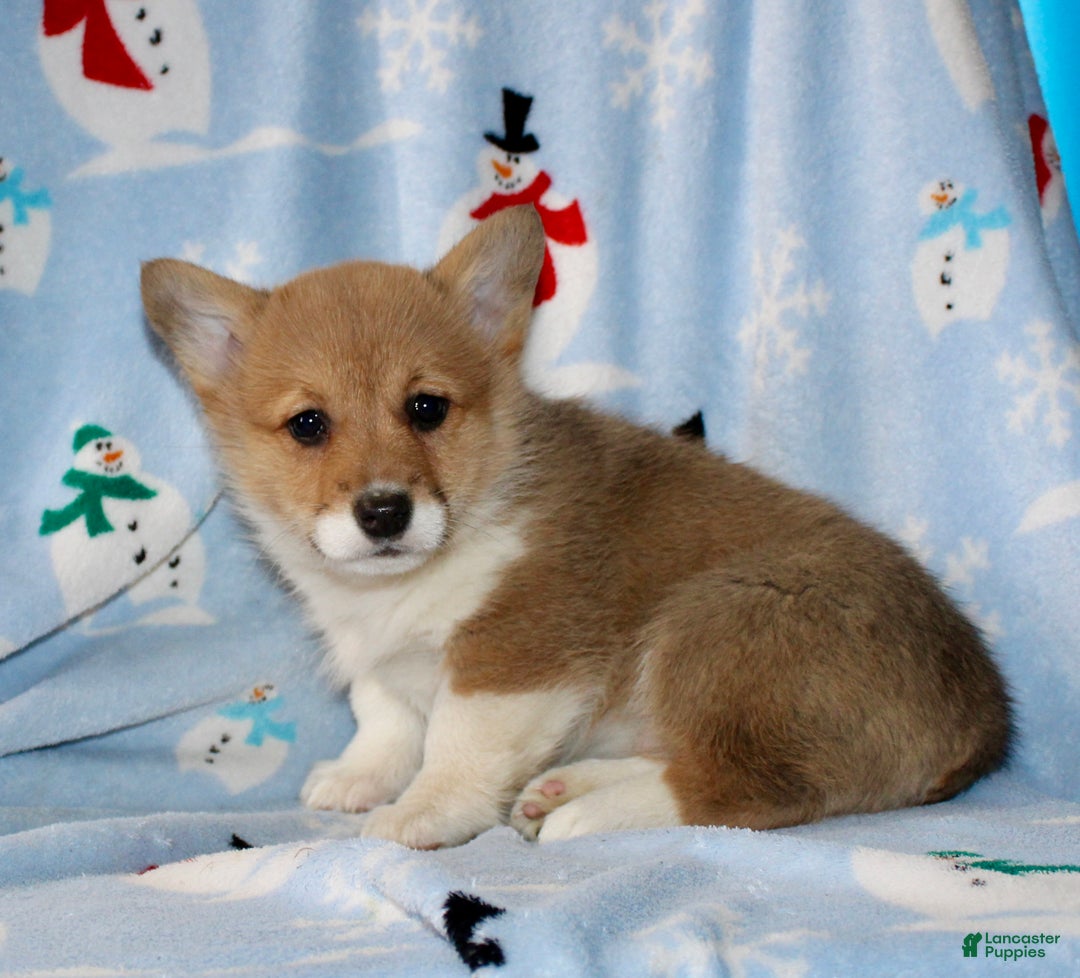 Welsh Corgi Pembroke dogs for sale: Addie - Ad 4