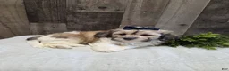 Teddy Bear dogs for sale: Sheila - Ad 4