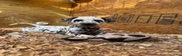 Dalmatian dogs for sale: Female 1 - Ad 6
