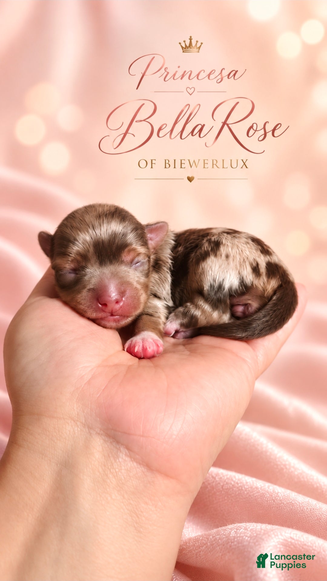 Yorkshire Terrier dogs for sale: Princess BellaRose/beautiful chocomerl  - Ad 17