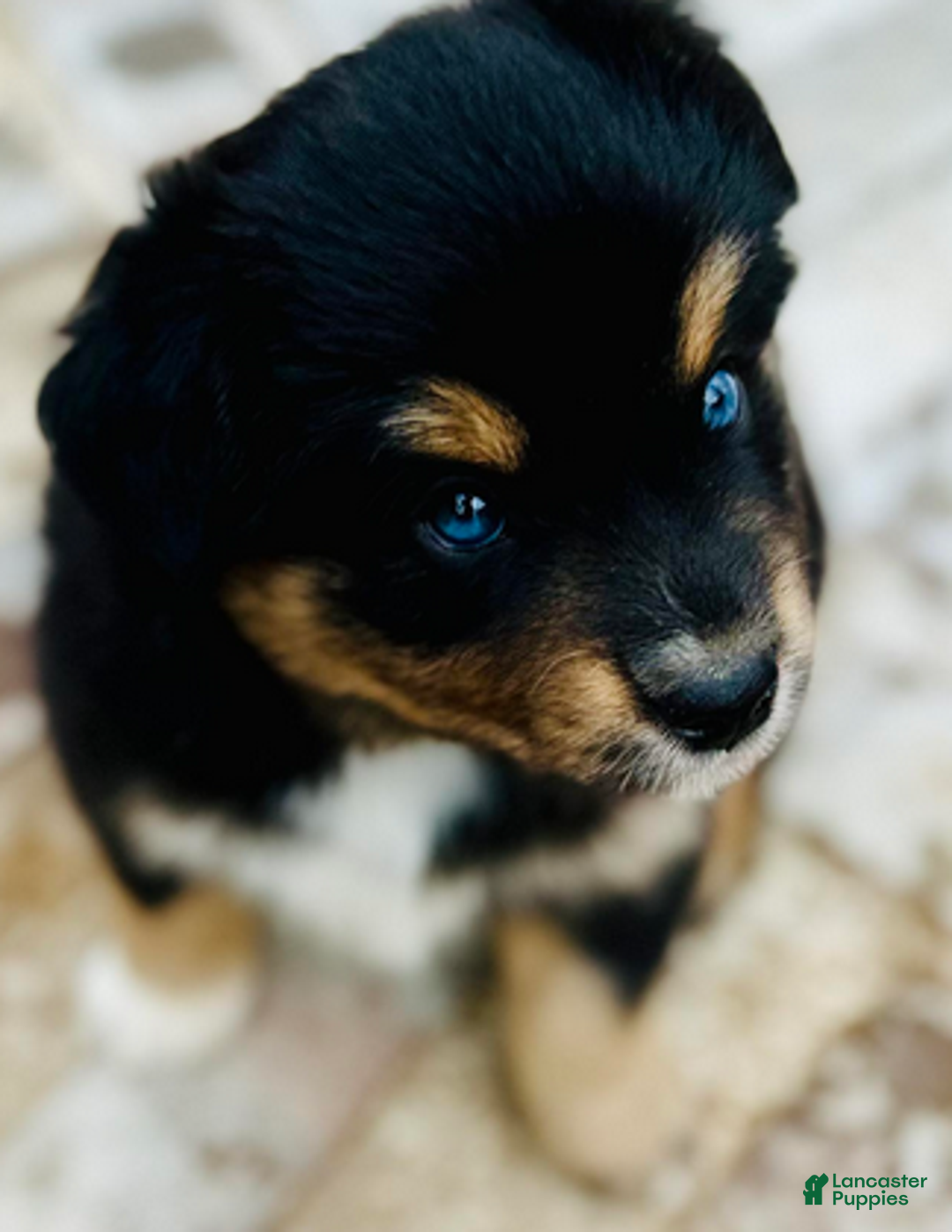 Miniature Australian Shepherd dogs for sale: Gunnar - Ad 2