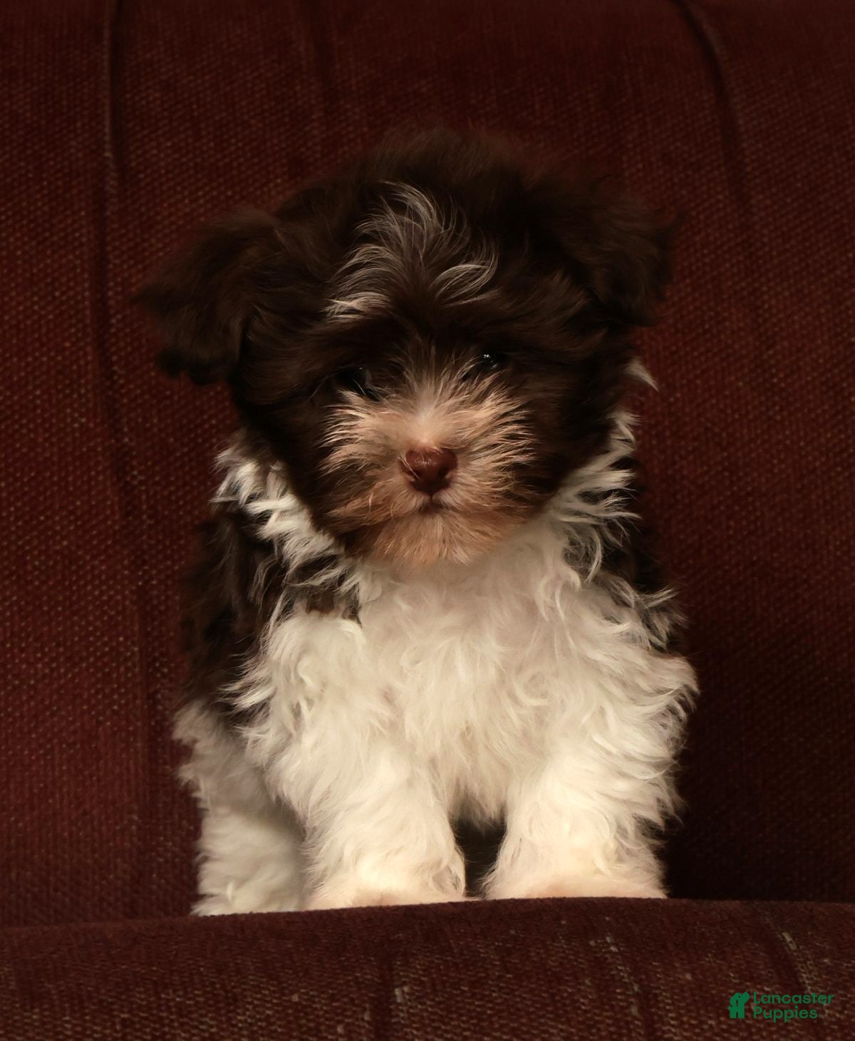 Havanese dogs for sale: Max - Ad 7