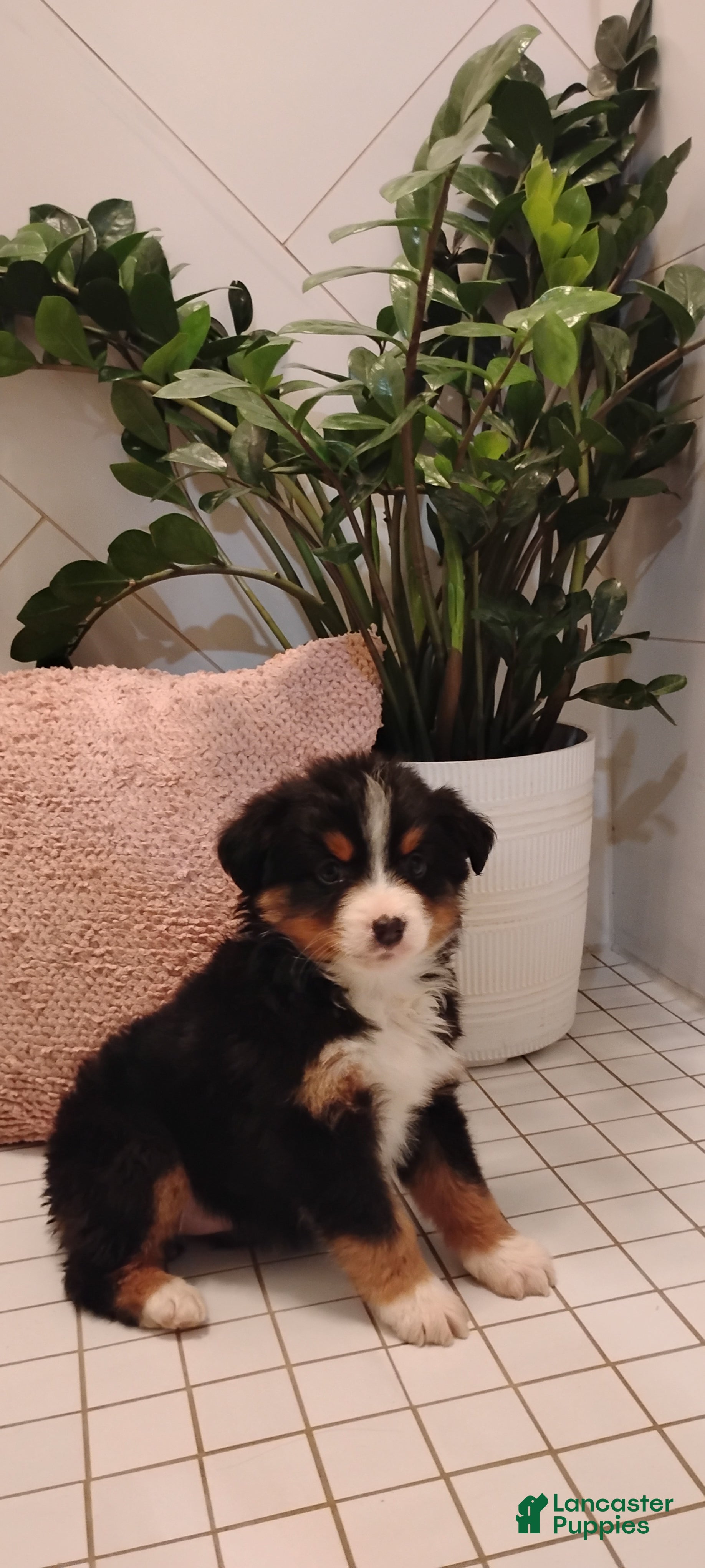 Mixed Breed dogs Sprinkles - Ad 7