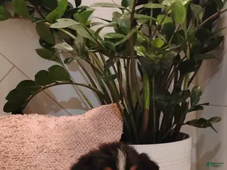 Mixed Breed dogs Sprinkles - Ad 5