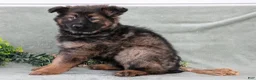 German Shepherd dogs for sale: Fiona - Ad 3