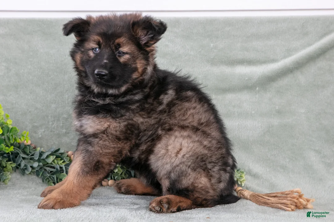 German Shepherd dogs for sale: Fiona - Ad 3