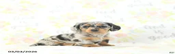 Miniature Dachshund dogs for sale: Eli  - Ad 5