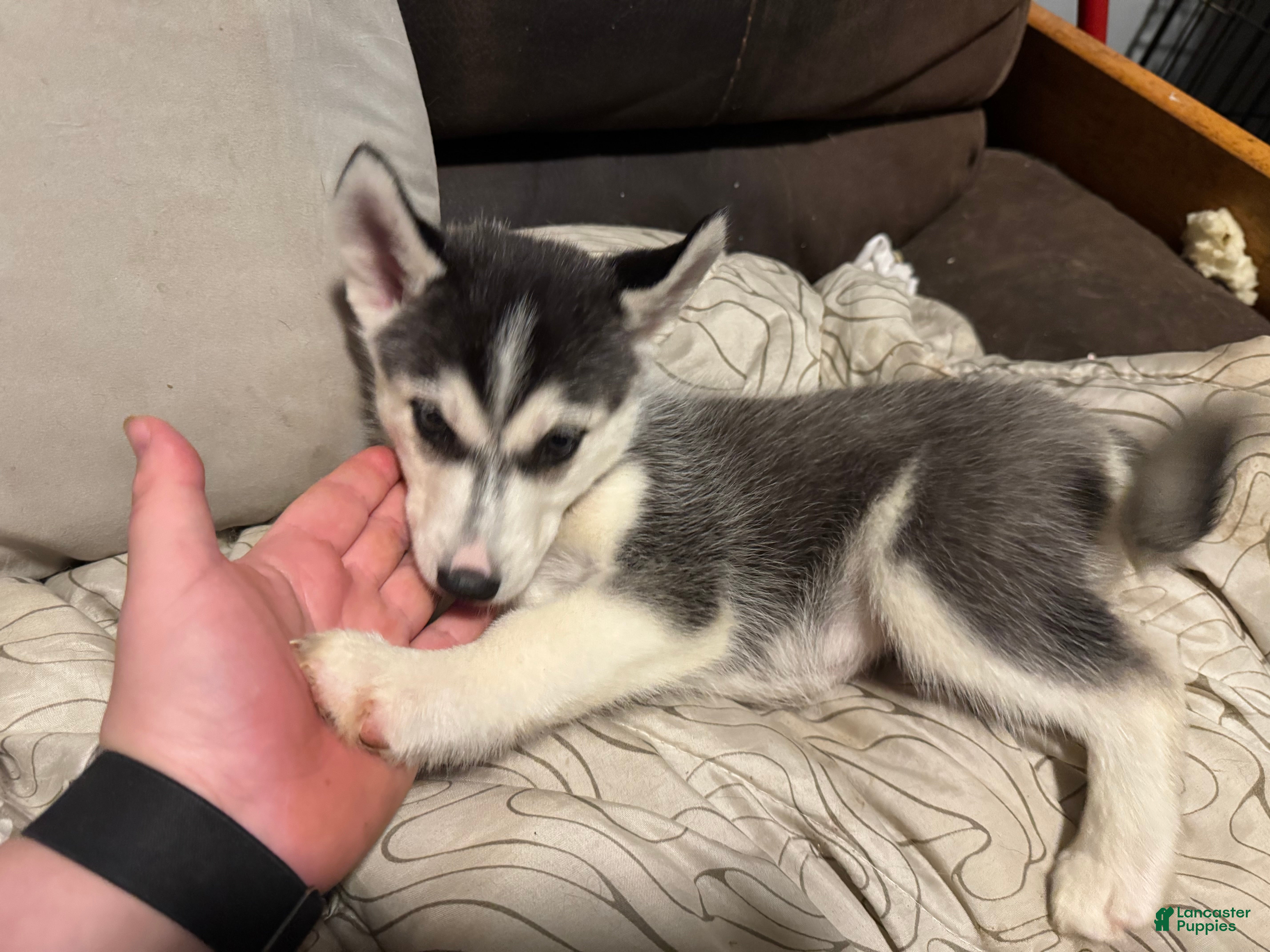 Siberian Husky dogs  Pink - Ad 32