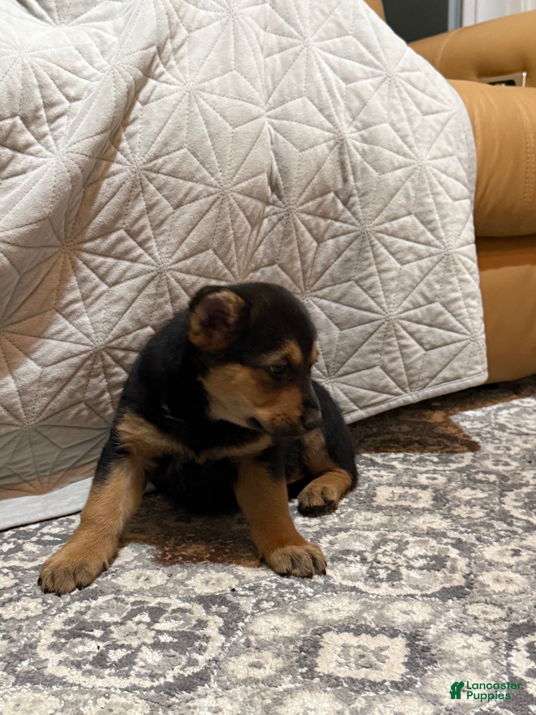 Mixed Breed dogs for sale: Mixed Breed Puppy 2 - Ad 2