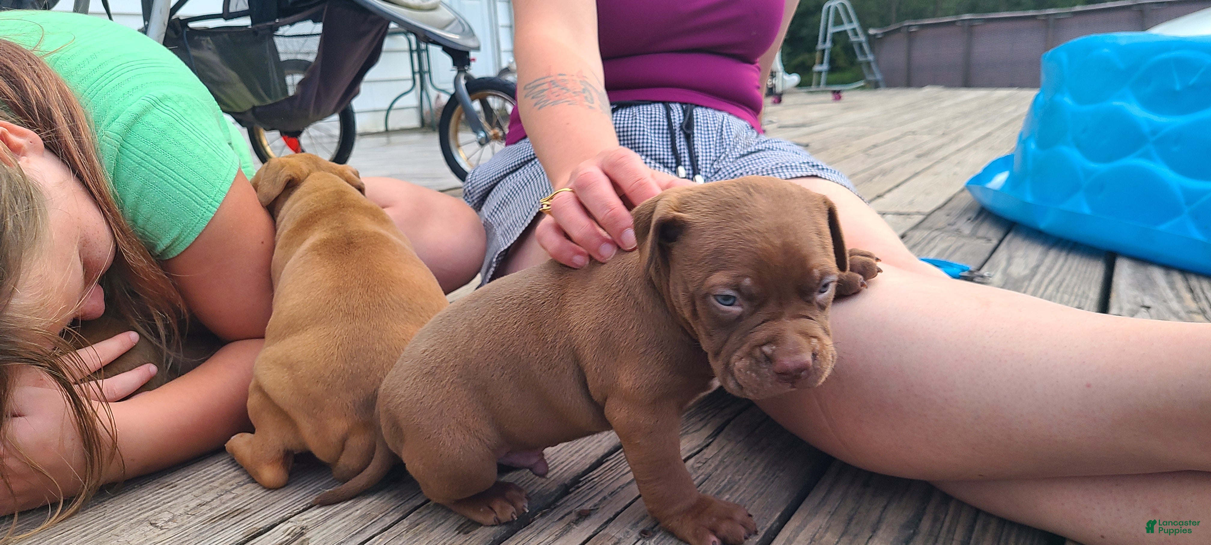 American Bully dogs Jacob - Ad 1