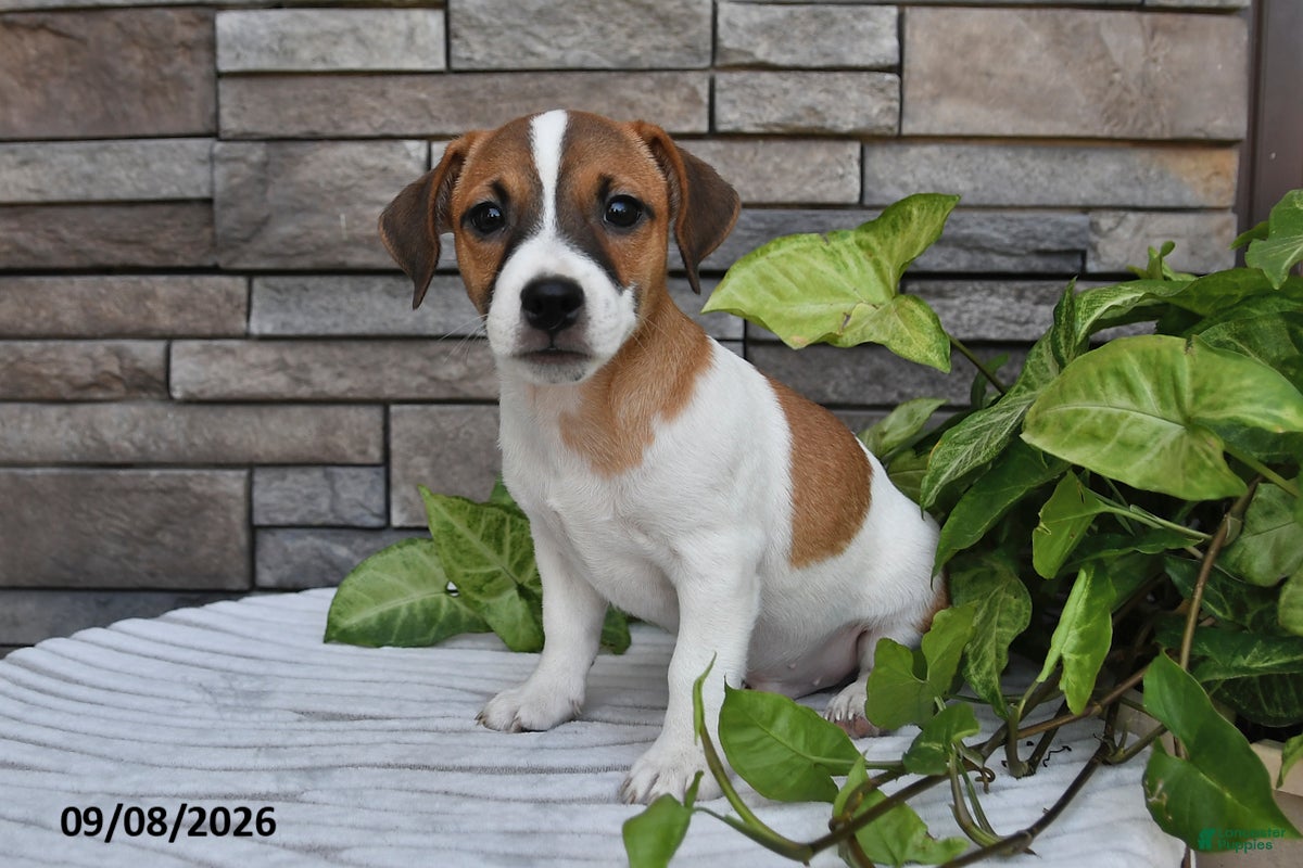 Jack Russell Terrier dogs Winston - Ad 1