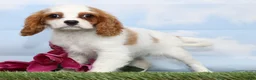 Cavalier King Charles Spaniel dogs for sale: CeCe - Ad 2