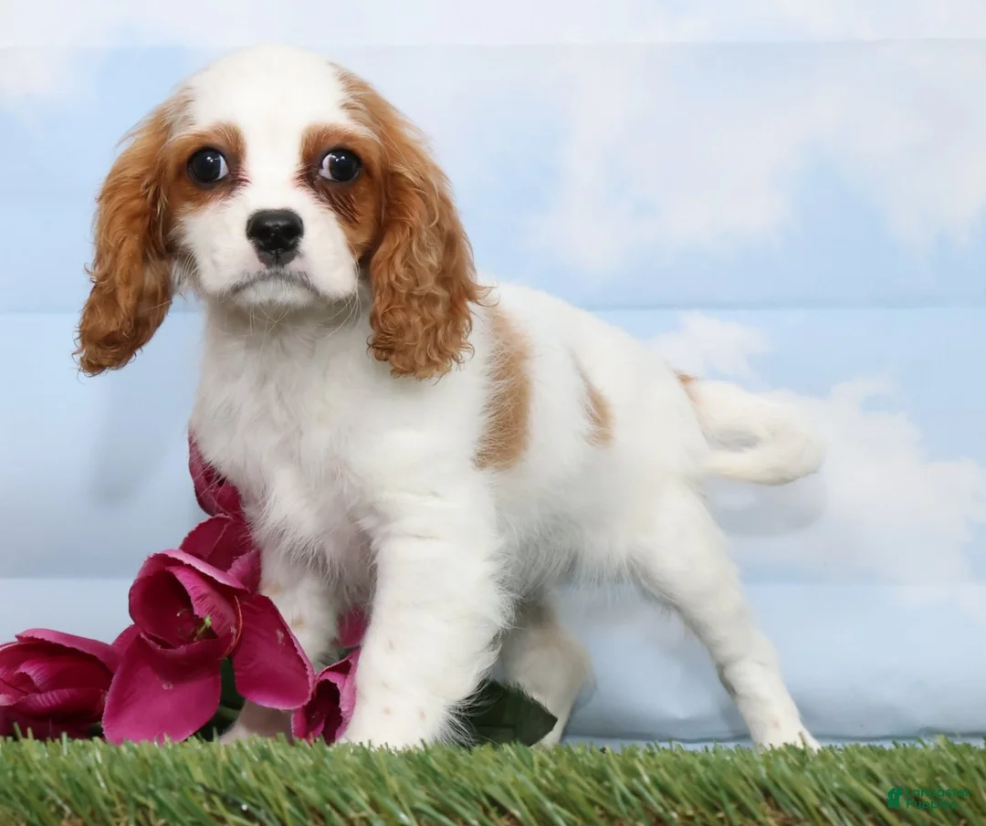 Cavalier King Charles Spaniel dogs for sale: CeCe - Ad 2