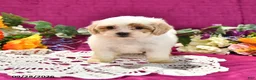 Shihpoo dogs for sale: Julietta - Ad 2