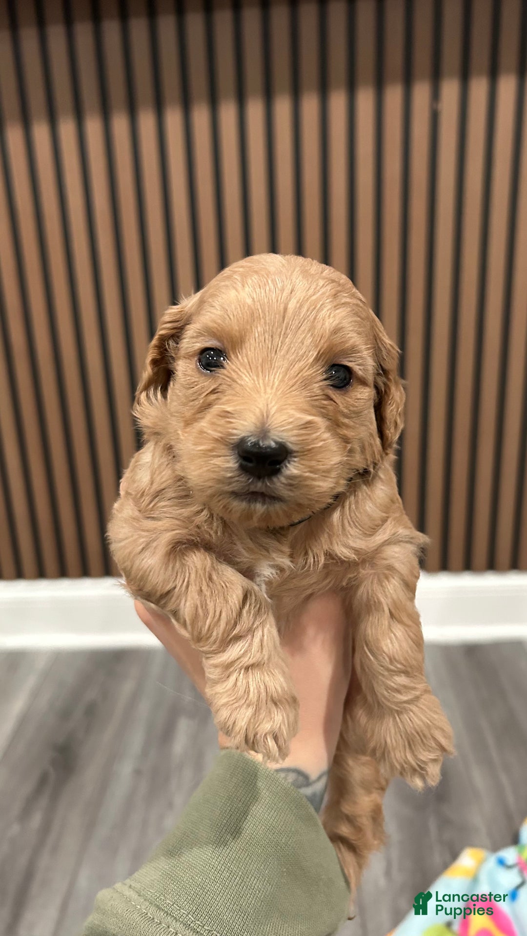 Goldendoodle dogs for sale: Chai - Ad 1