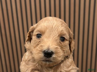 Goldendoodle dogs Chai - Ad 16