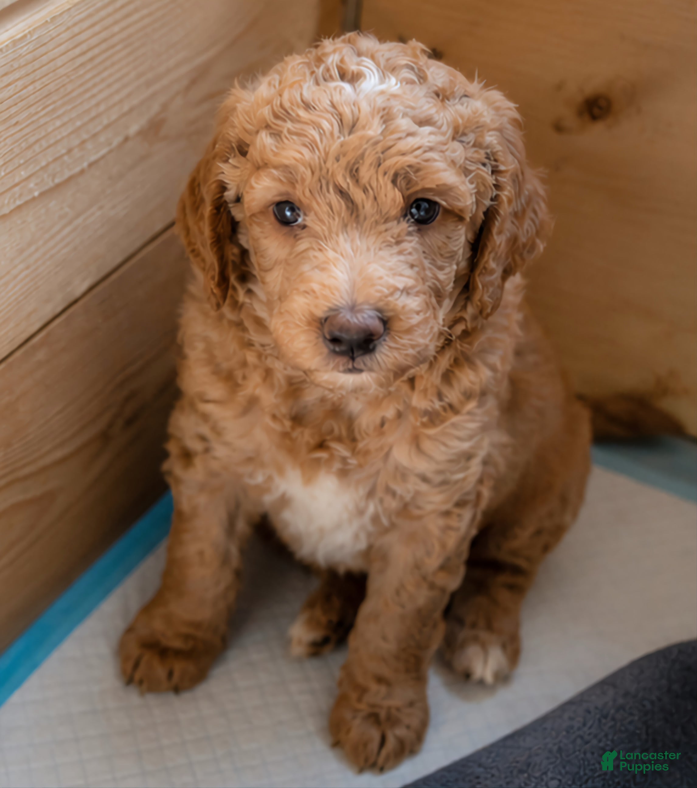 Mini Goldendoodle dogs for sale: Mini Goldendoodle Girl 1 - Ad 2