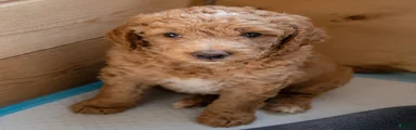 Mini Goldendoodle Girl 1