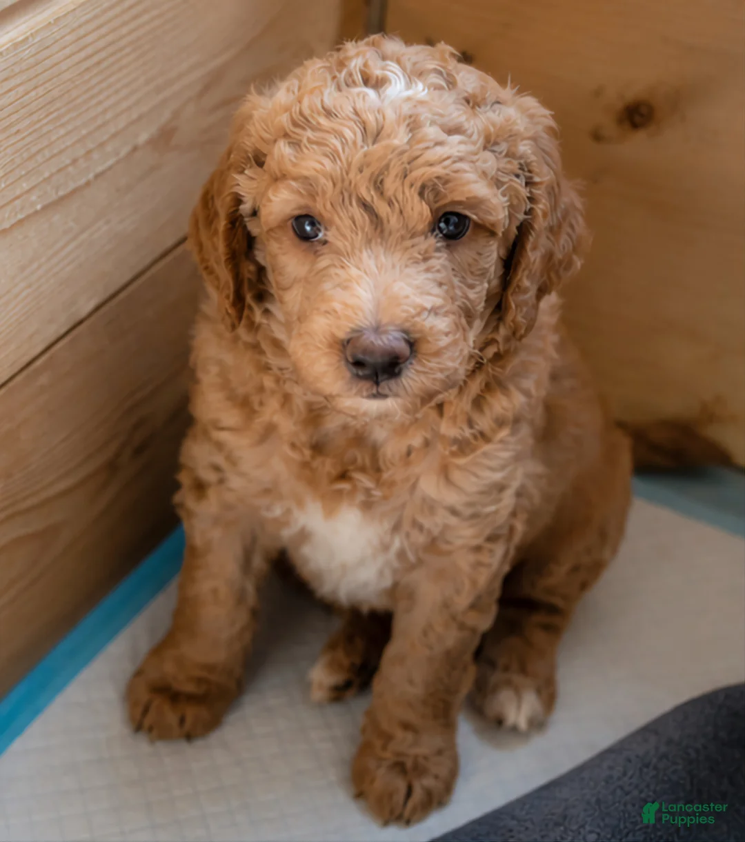 Mini Goldendoodle dogs for sale: Mini Goldendoodle Girl 1 - Ad 1