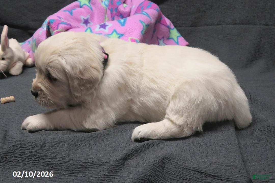 Golden Retriever dogs for sale: Candy - Ad 3