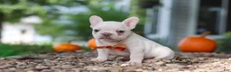 French Bulldog dogs for sale: Eden - Ad 3