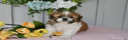 Shih Tzu dogs for sale: Lilac - Ad 3