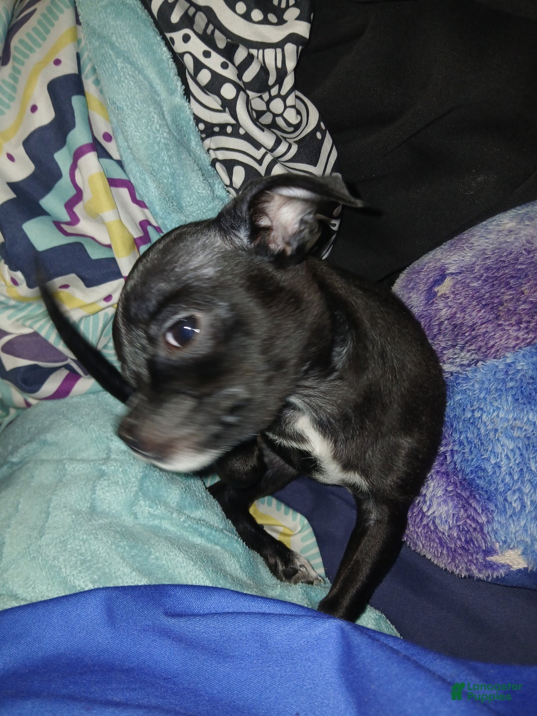 Chihuahua dogs for sale: Momo - Ad 1