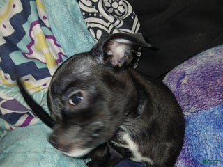 Chihuahua dogs Momo - Ad 34