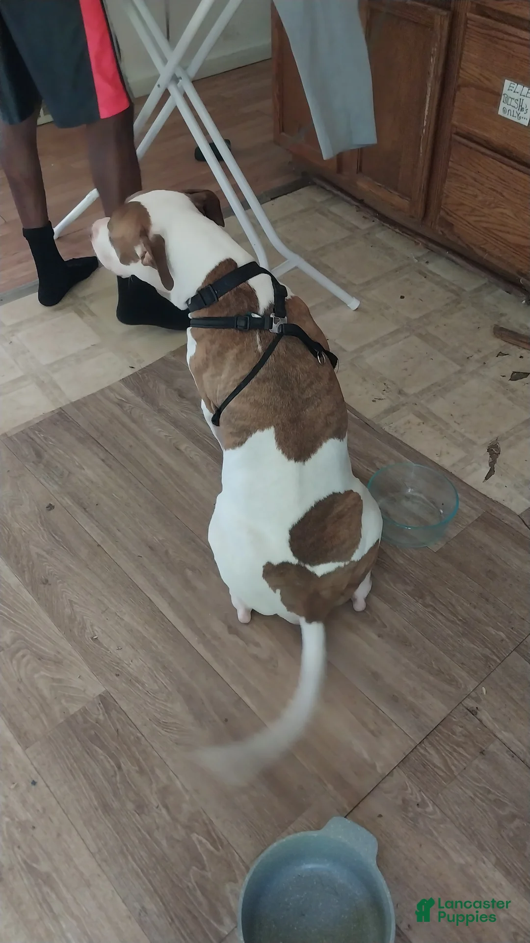 American Pit Bull Terrier dogs for sale: American Pit Bull Terrier 4 - Ad 3