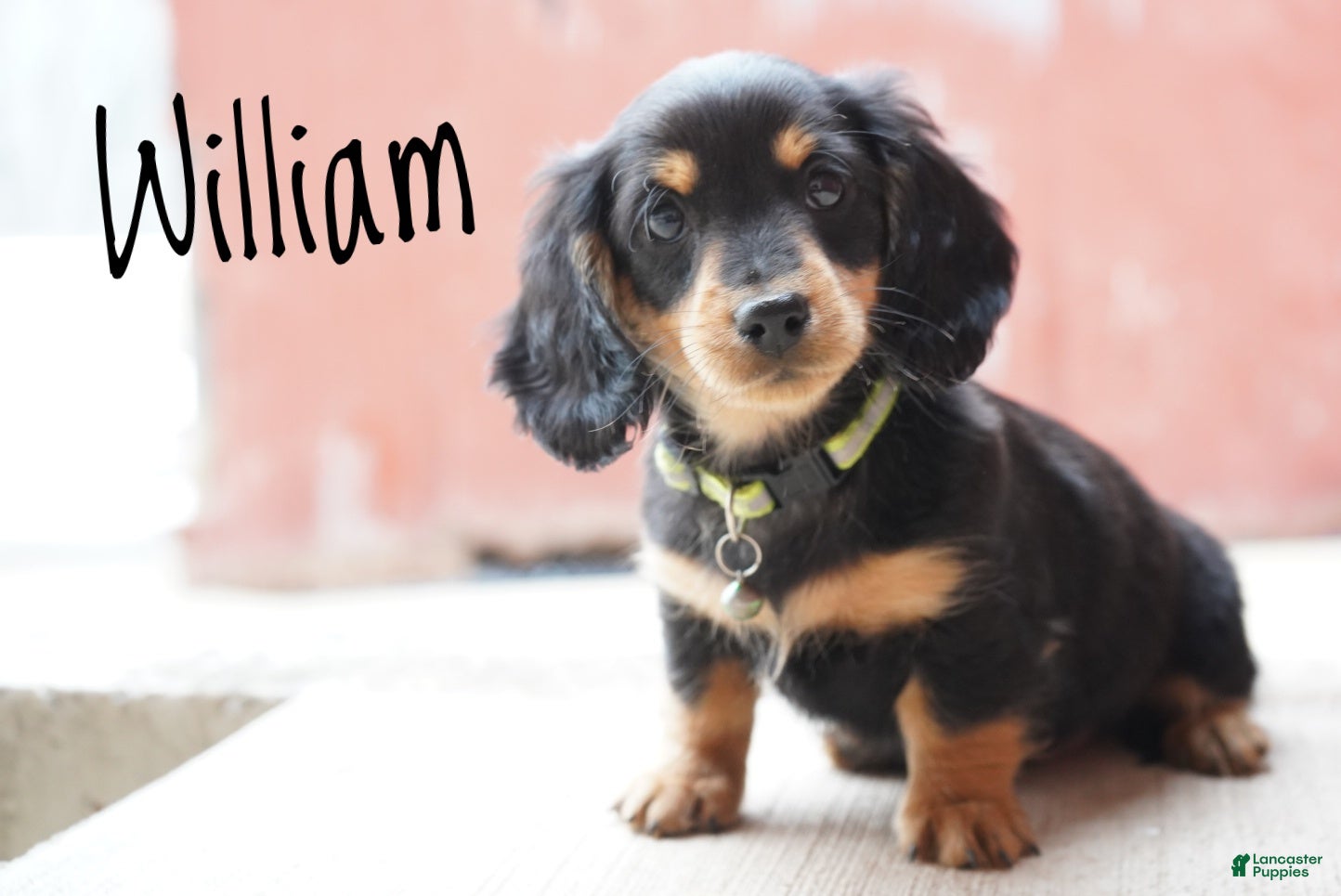 Dachshund dogs William  - Ad 1