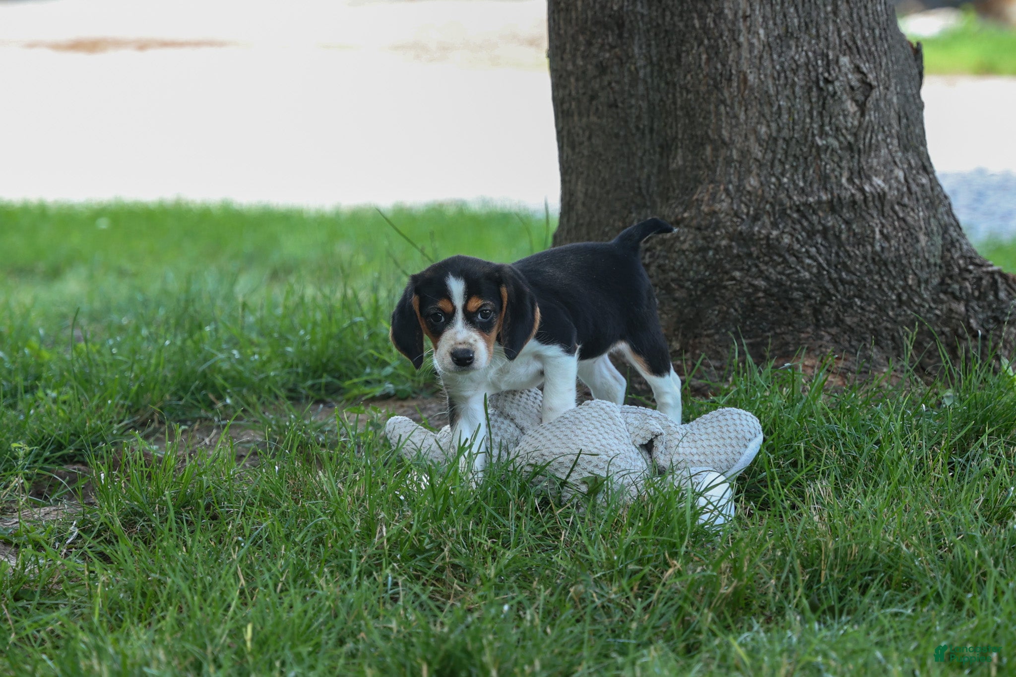 Beagle dogs 💕Millie Mae 🐶 - Ad 1