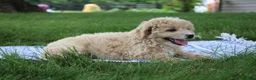 Mini Goldendoodle dogs for sale: Tara - Ad 5