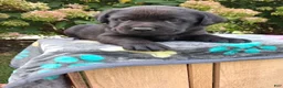 Labrador Retriever dogs for sale: North  - Ad 3