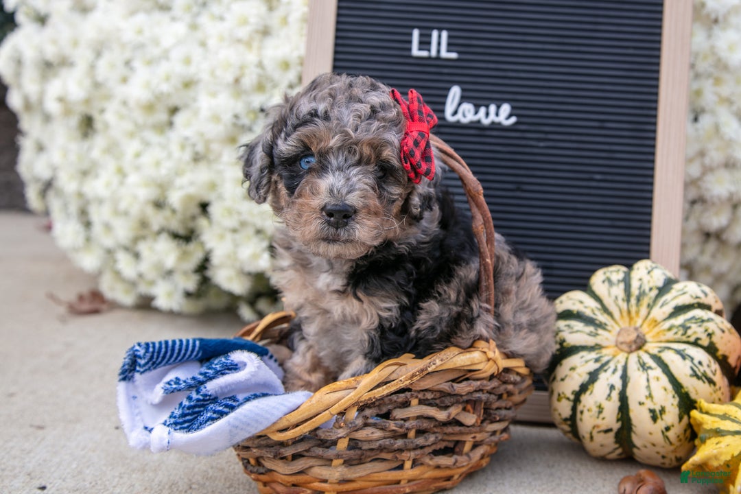 Mixed Breed dogs for sale: Alice - Ad 1