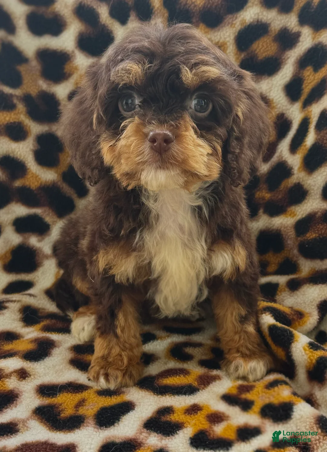 Cockapoo dogs for sale: Penny  - Ad 3