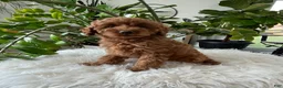 Cavapoo dogs for sale: Dixie  - Ad 3