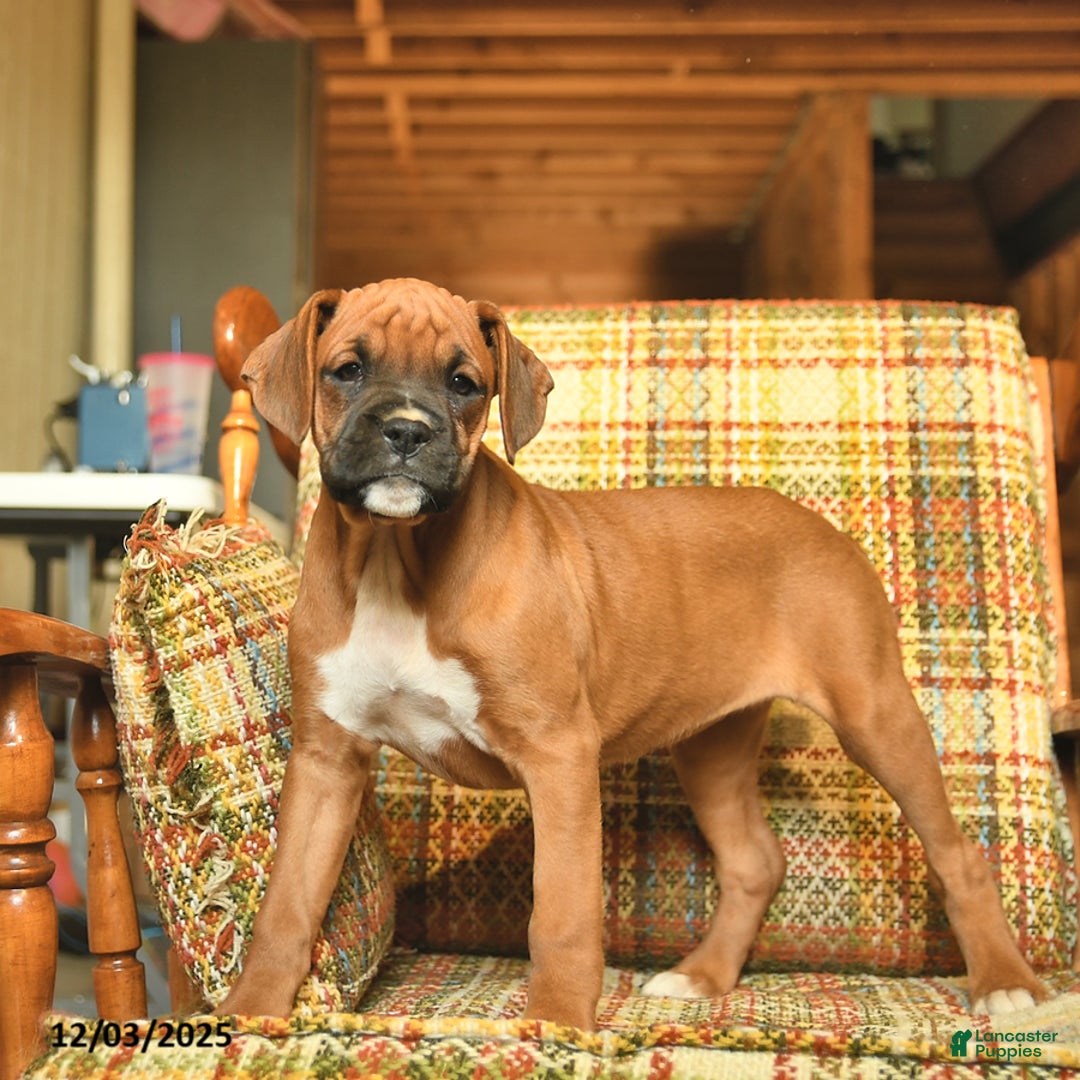 Boxer dogs for sale: Basil - Ad 3