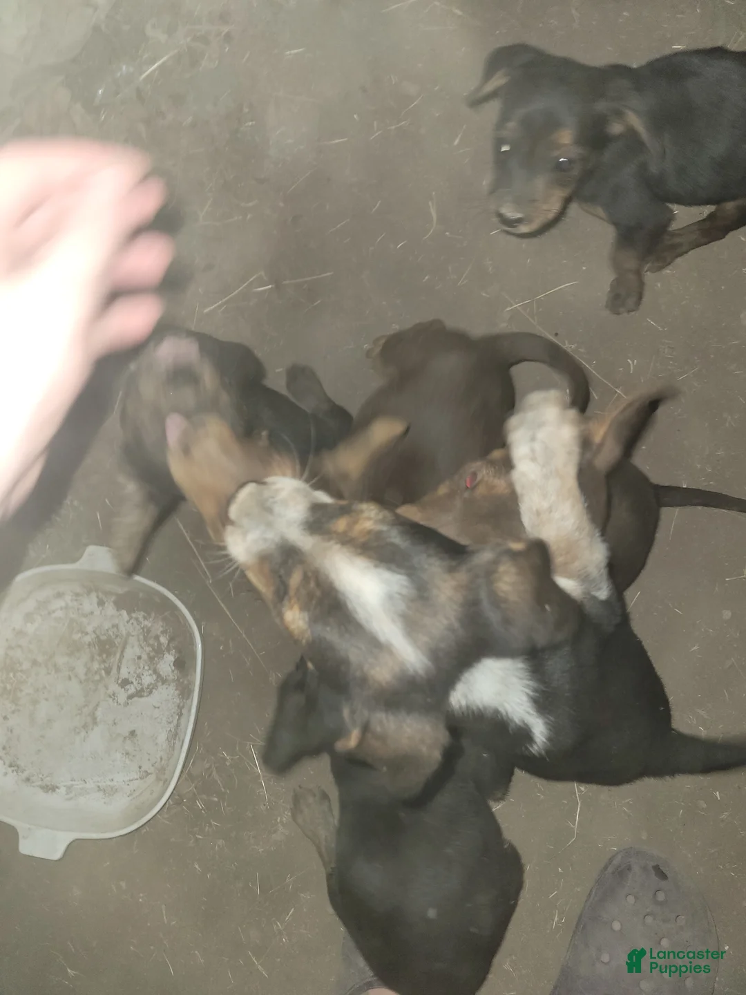 Mixed Breed dogs for sale: Mixed Breed 9 - Ad 2