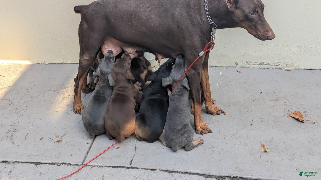 Doberman Pinscher dogs for sale: Doberman Pinscher Puppy 4 - Ad 2