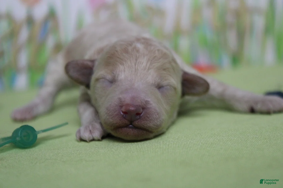 Havapoo dogs for sale: Willie  - Ad 1