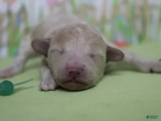 Havapoo dogs Willie - Ad 3